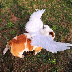 Angel Wings For Pets